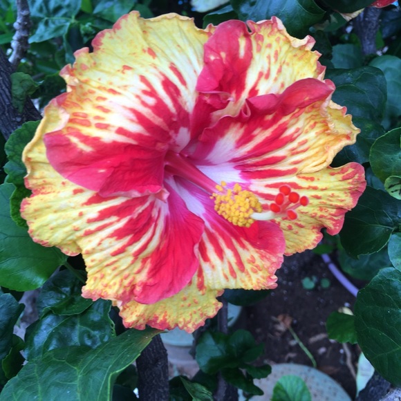 Meet your Posher, Elizabeth - Picture 1 of 1